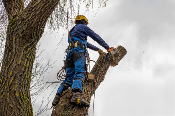 Mulching Services in Shell Point, SC